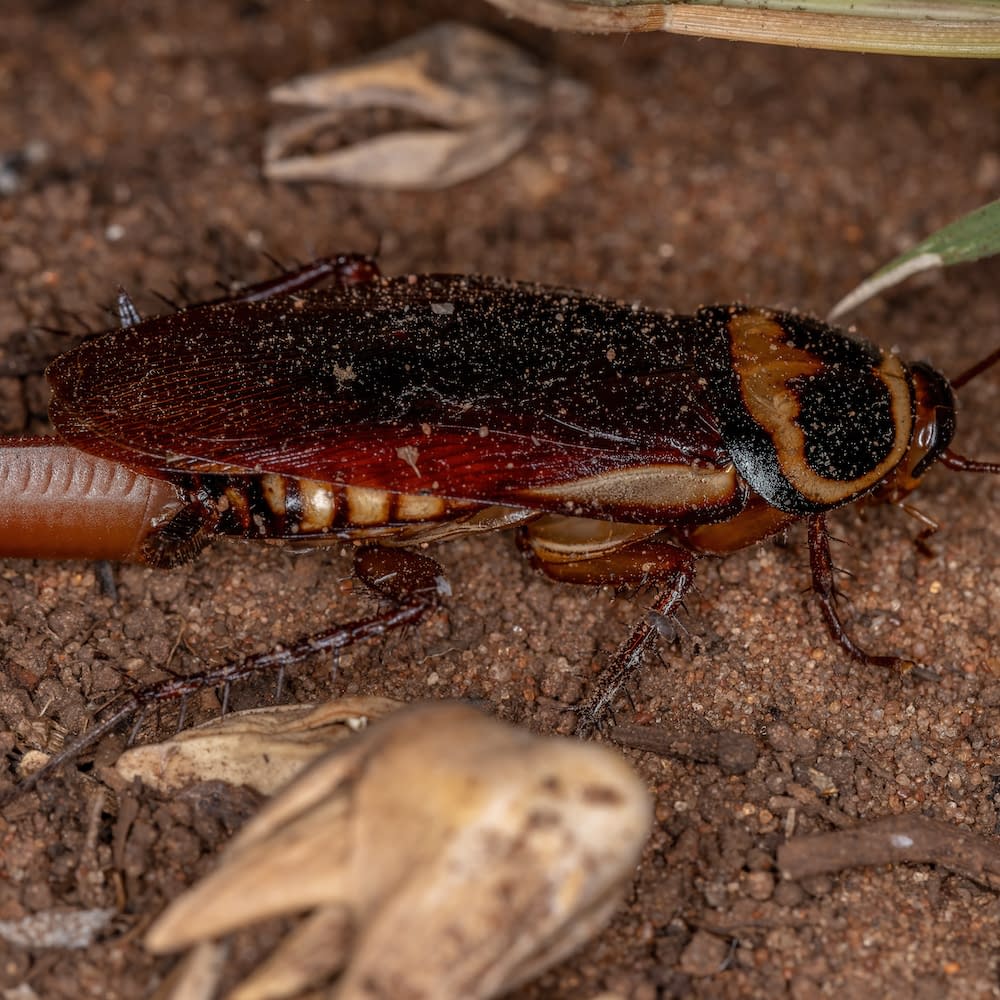 Australian Cockroach of the species Periplaneta australasiae laying eggs
