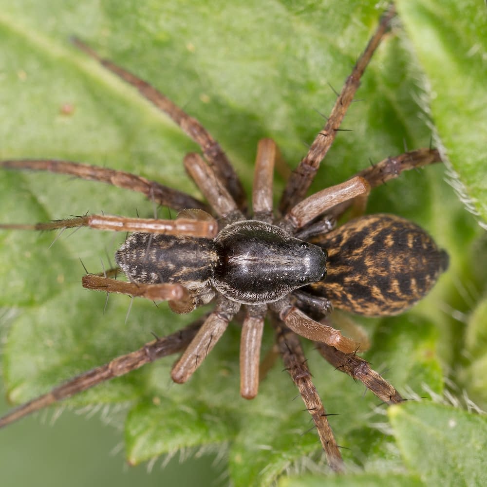 Xerolycosa is a small wolf spider in the family Lycosidae.