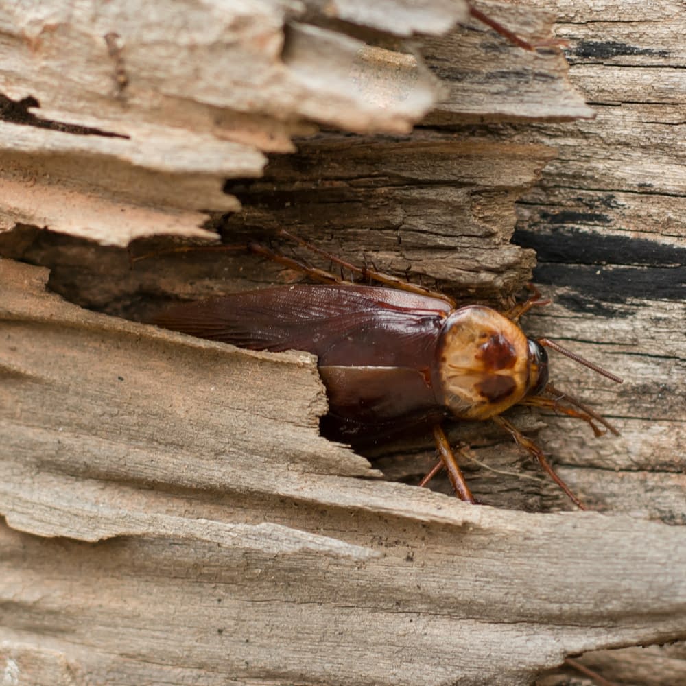 cockroach on wood floor background