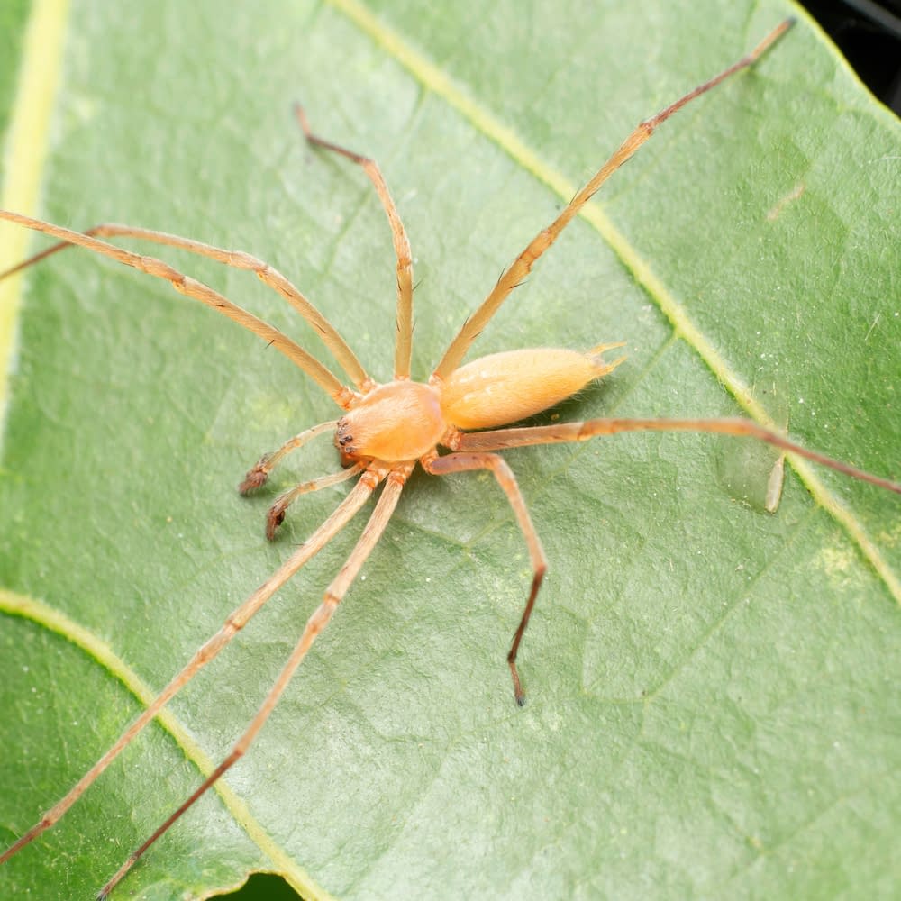 Male yellow sac spider, Cheiracanthium inclusum, Satara, Maharashtra, India