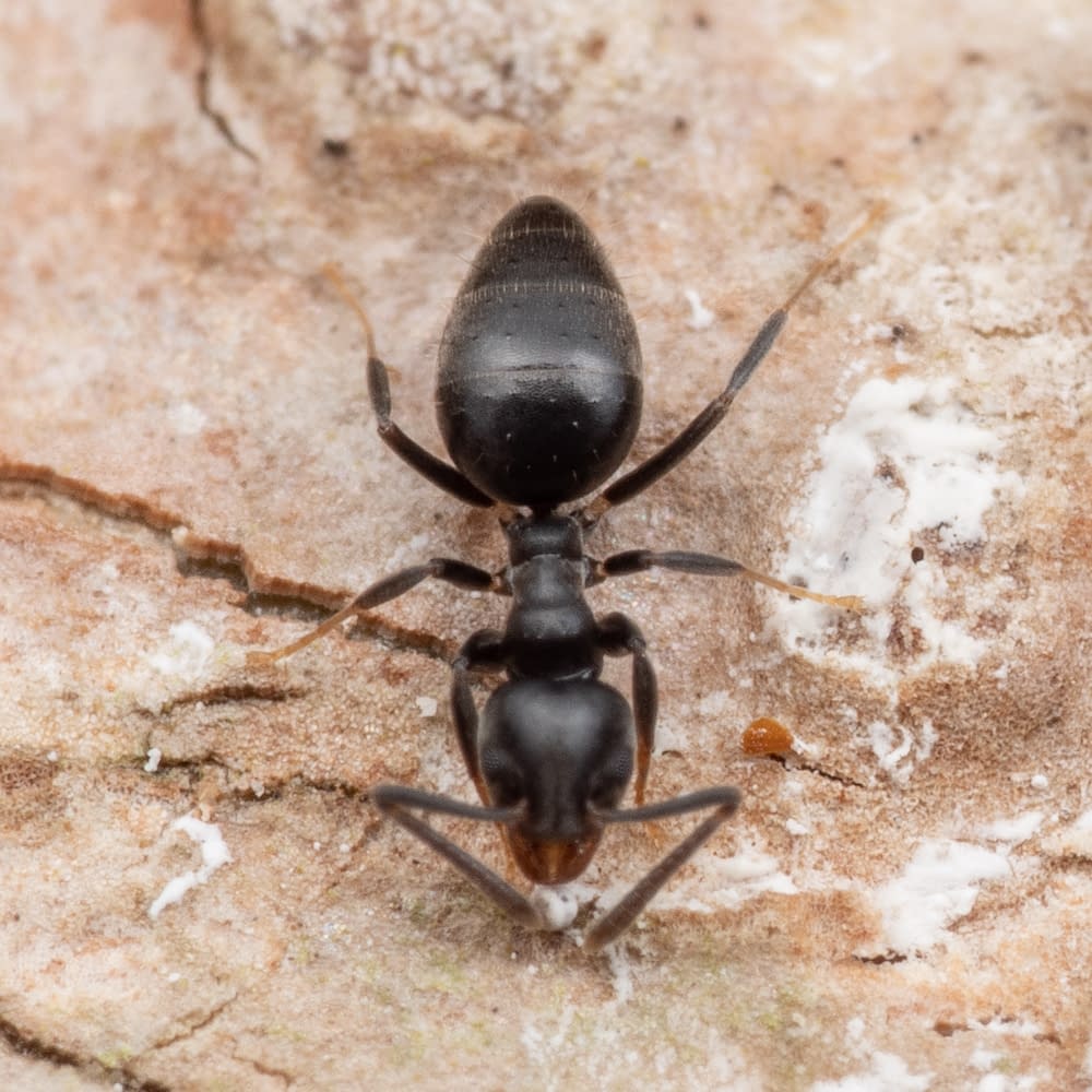 Invasive ants Technomyrmex albipes (white-footed ant) foraging and eating bird droppings in tropical rainforest, Queensland, Australia
