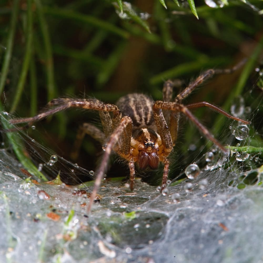 Funnel web weaver, or Grass Spider, Agelenopsis spp. Kentucky