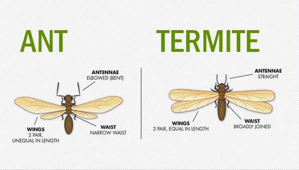 anatomical differences between ant and termite image