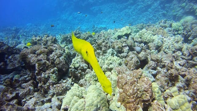 trumpet fish bright yellow looking close with colorful reef behind