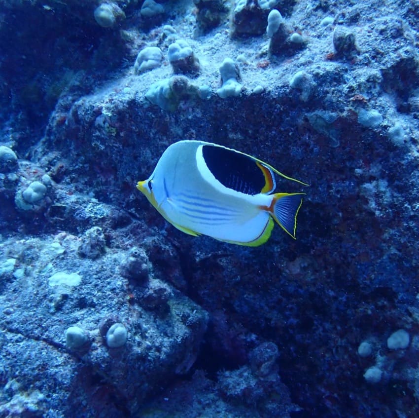 butterfly fish swimming