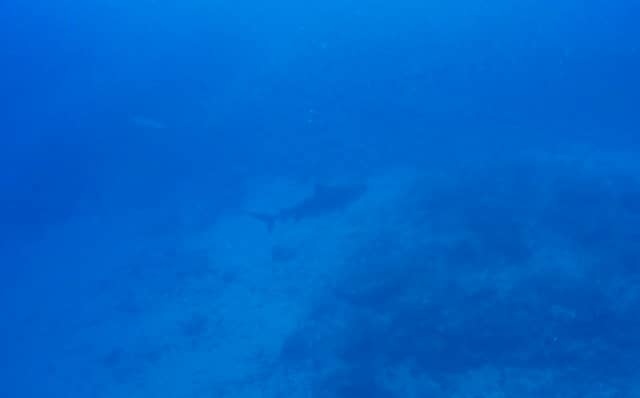 a tiger shark on the bottom of the ocean