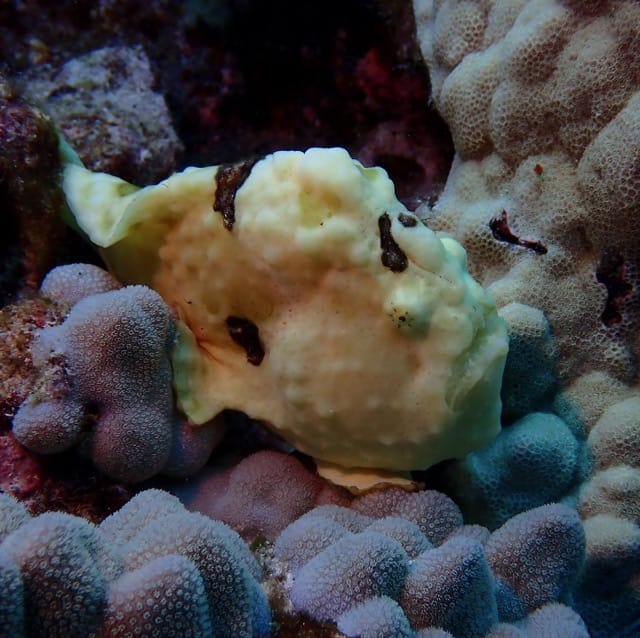 hello frogfish with brown spots on purple coral