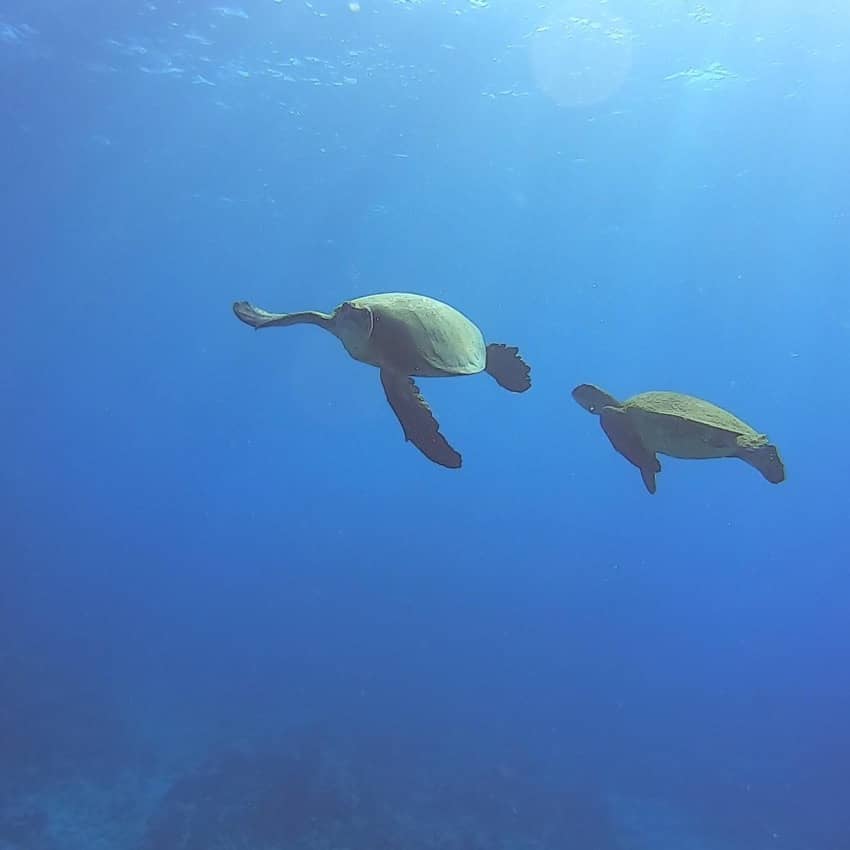 2 green sea turtles playing together in ocean