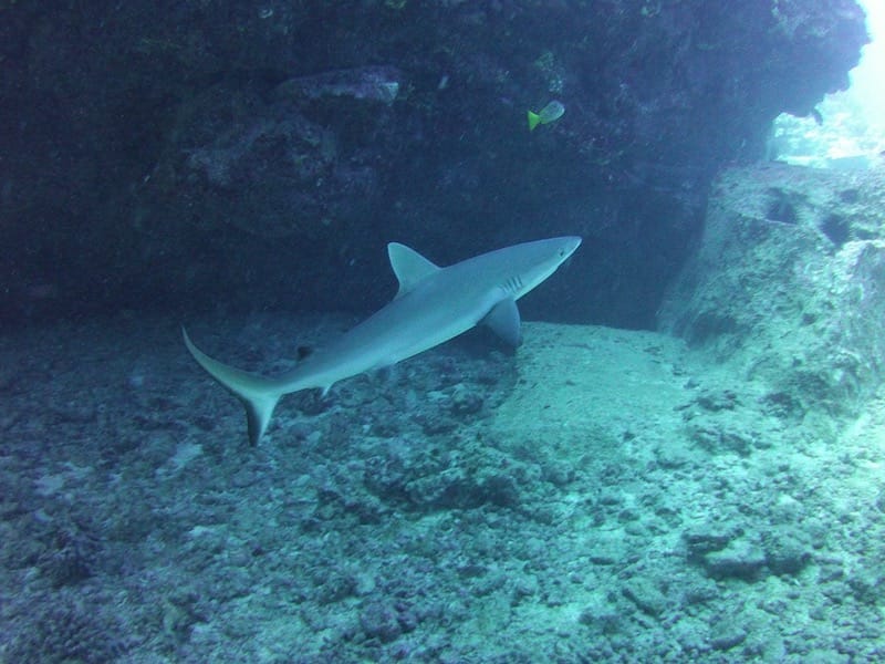 grey reef shark baby swimming