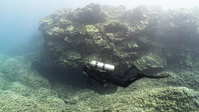 diver swims along coral field