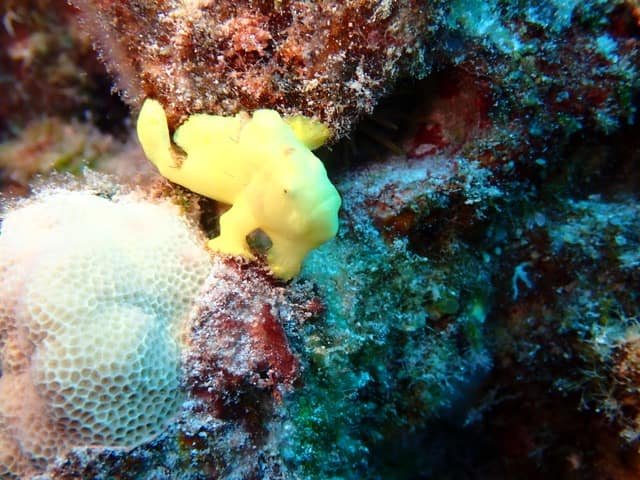 little yellow frogfish on reef rock