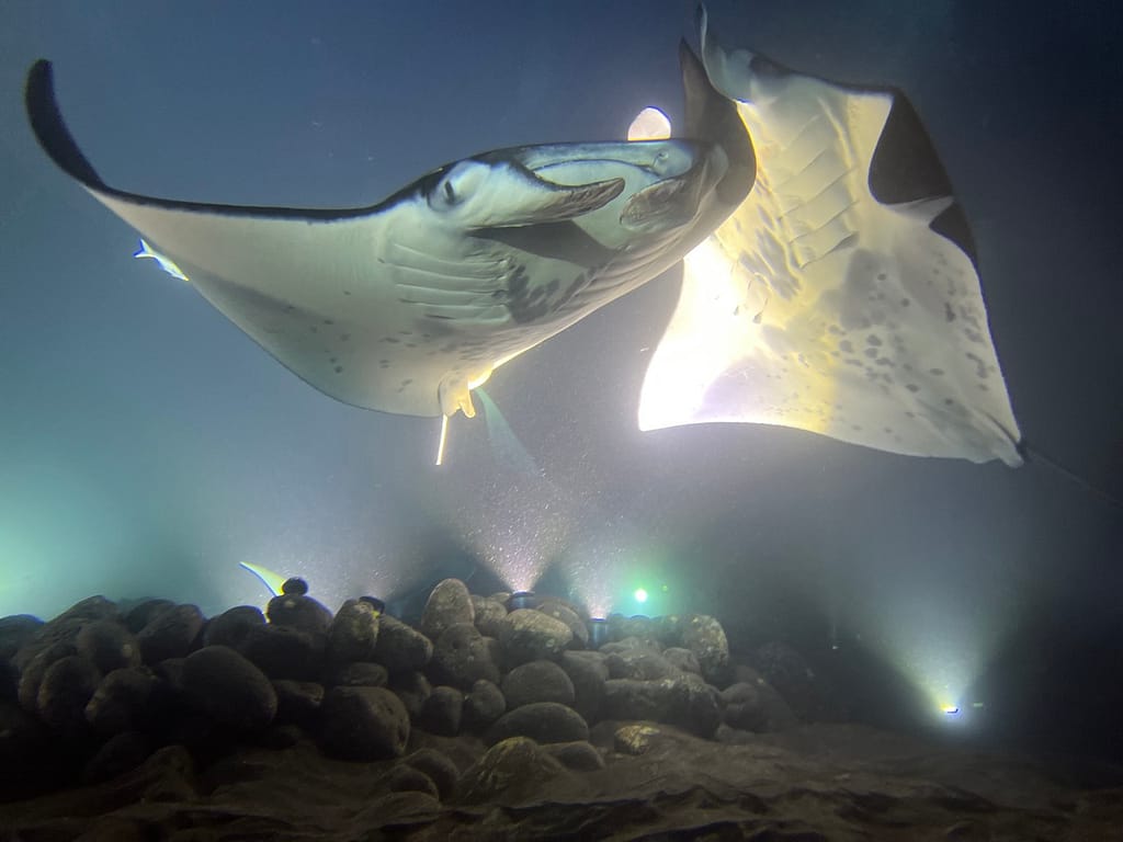 2 manta rays collide underwater at night