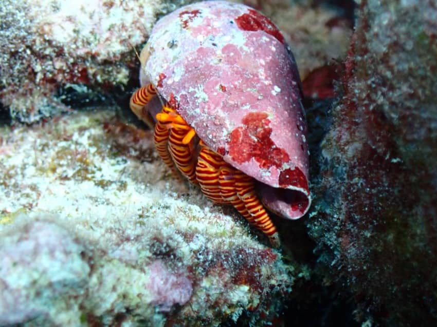 hermit crab with white and red legs crawling in reef rock