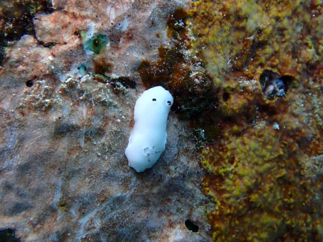 White Sea slug on brown reef