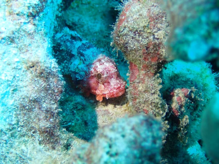 scorpionfish hiding in the reef