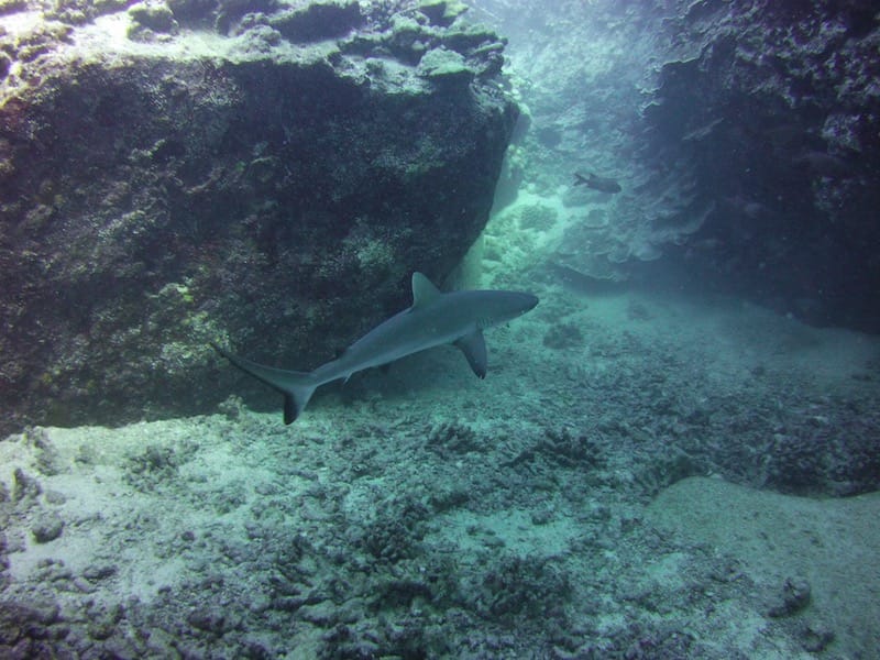 grey reef shark baby swimming under arch
