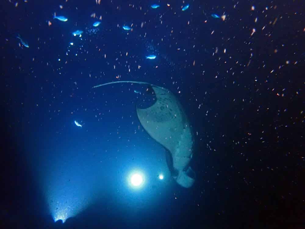 Scuba-Diving-Hawaii-Kona-Honu-Divers-53