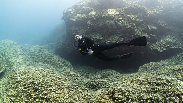 diver swims along coral field looking at viewer