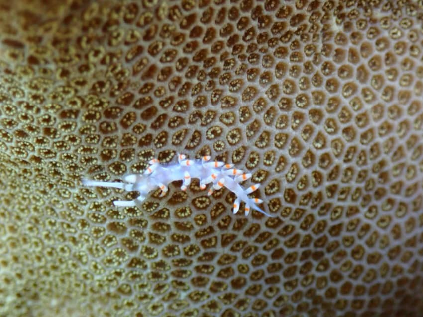 nudibranch on coral