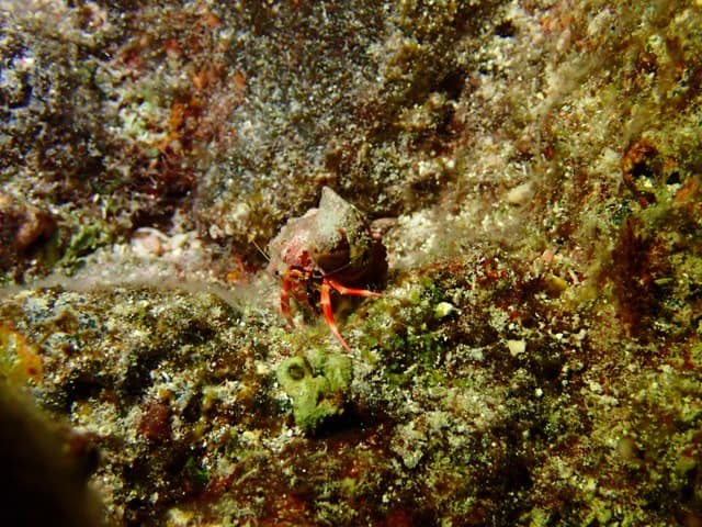 tiny jeweled anemone crab on reef rock