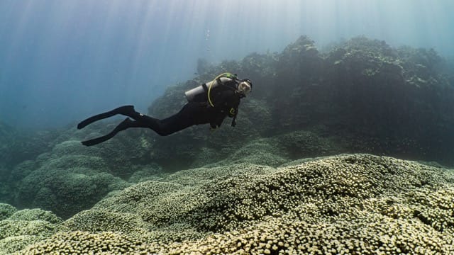 diver swims along coral field