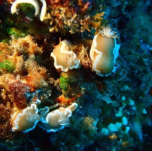 4 sea slugs on colorful reef rock wall each with golden body and white margin around the edge