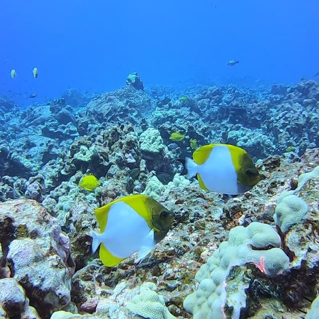 pyramid butterflyfish swimming over coral reef