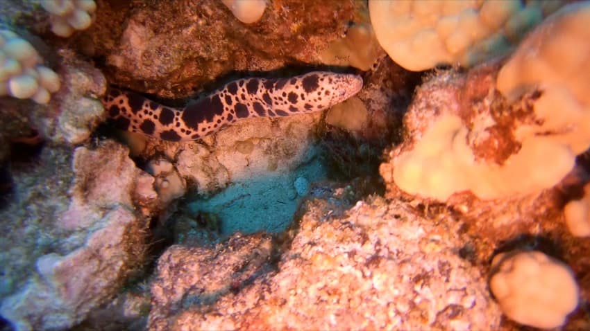 snake eel swimming under reef rocks