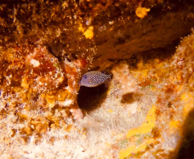 tiny spotted boxfish