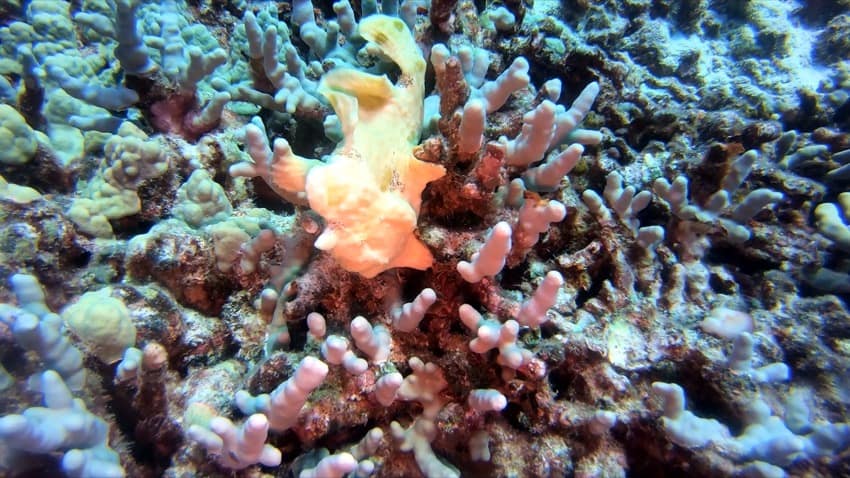 yellow frogfish on coral