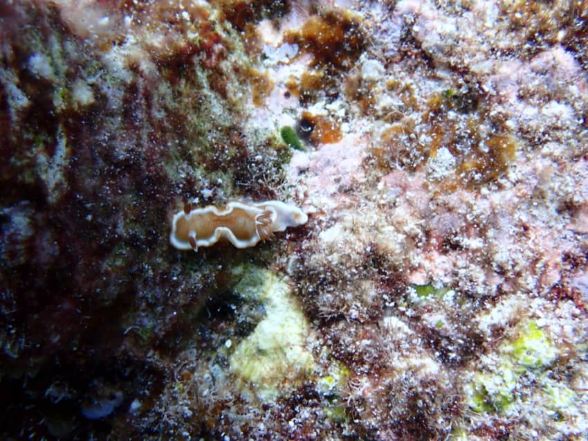 white margin nudibranch