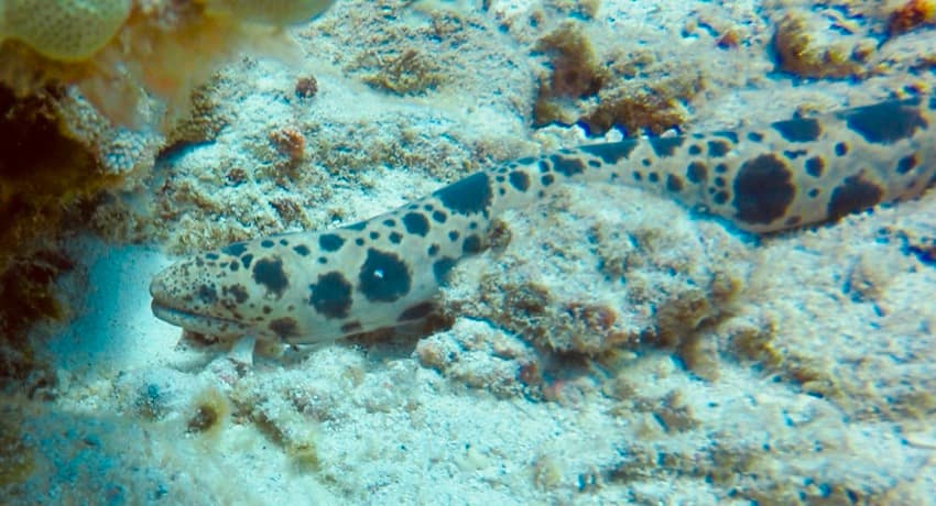 freckled snake eel in reef rocks
