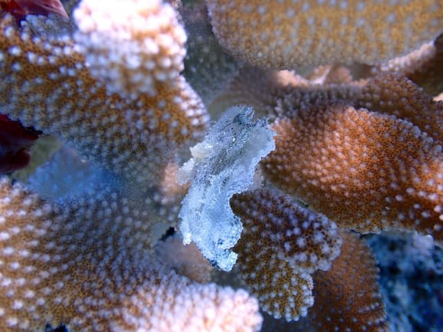 white leaf scorpionfish in elk horn coral