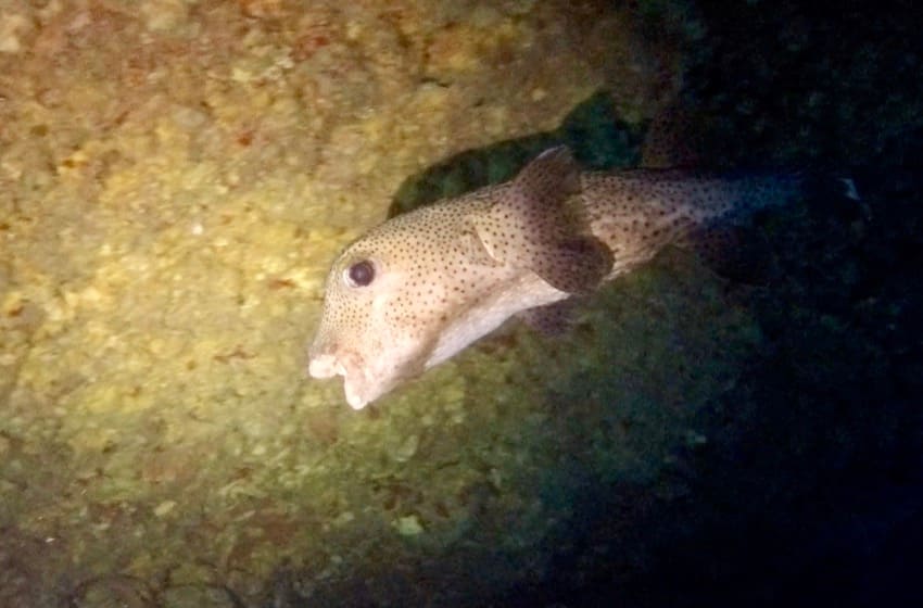 pufferfish in cave spotlight