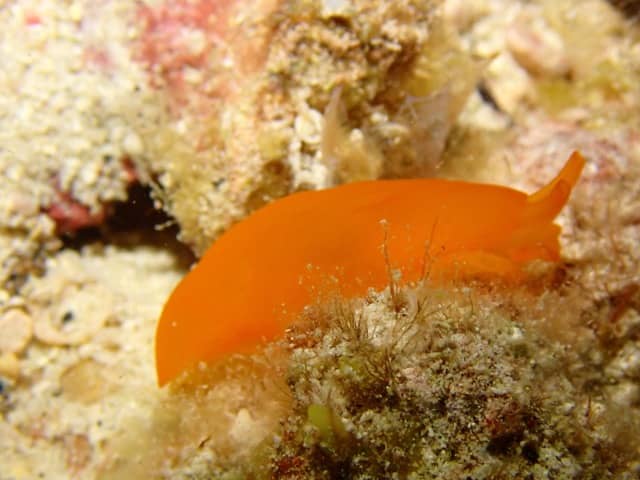tiny orange sea slug crawling on reef rock