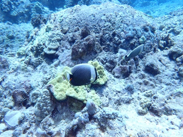 bandit angelfish swimming along reef