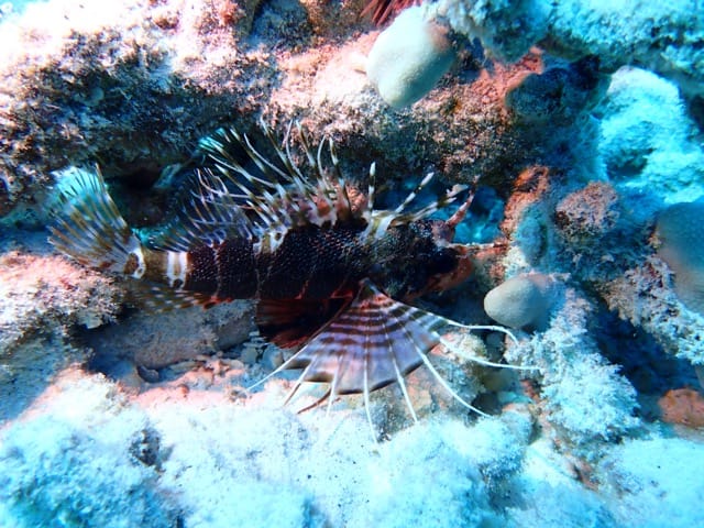 hawaiian lion fish swimming with red pectoral fins out