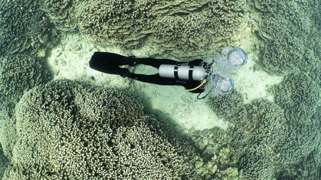 diver swims over a sandy patch in coral field in kona blowing bubbles