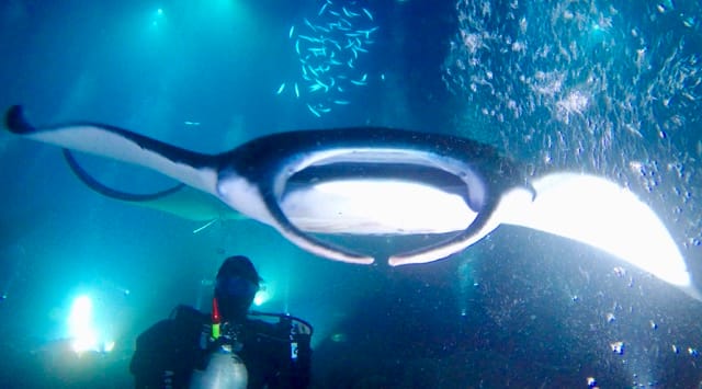 manta ray swims head on towards diver