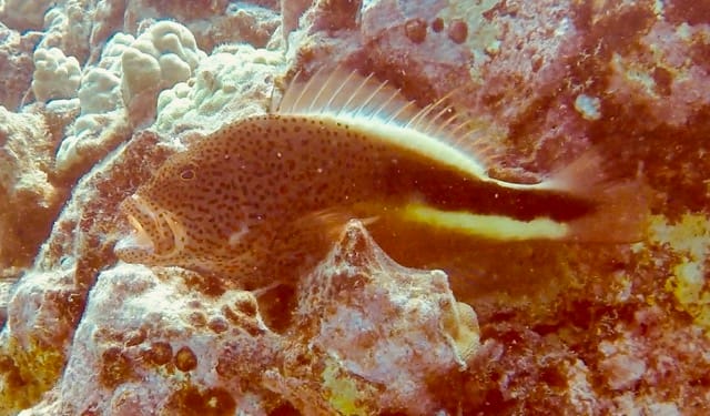 fish rests on coral