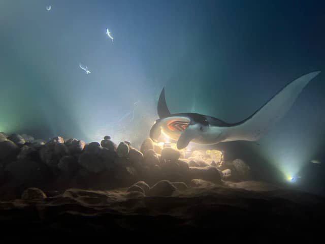manta ray swims over light