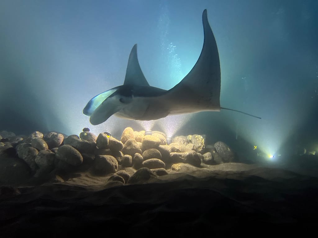 manta ray swimming over a powerful light on the bottom of the ocean