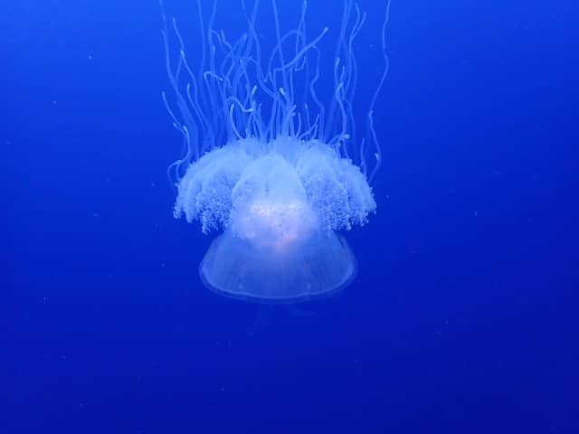 sea jelly swimming upside down in blue water