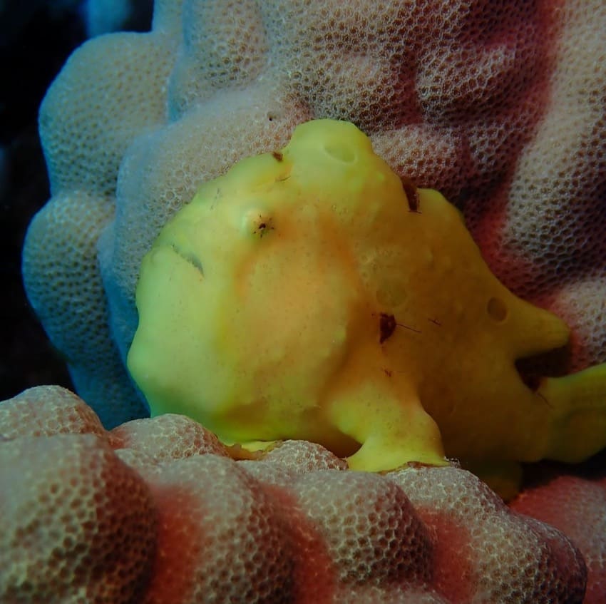 yellow frogfish sits on coral