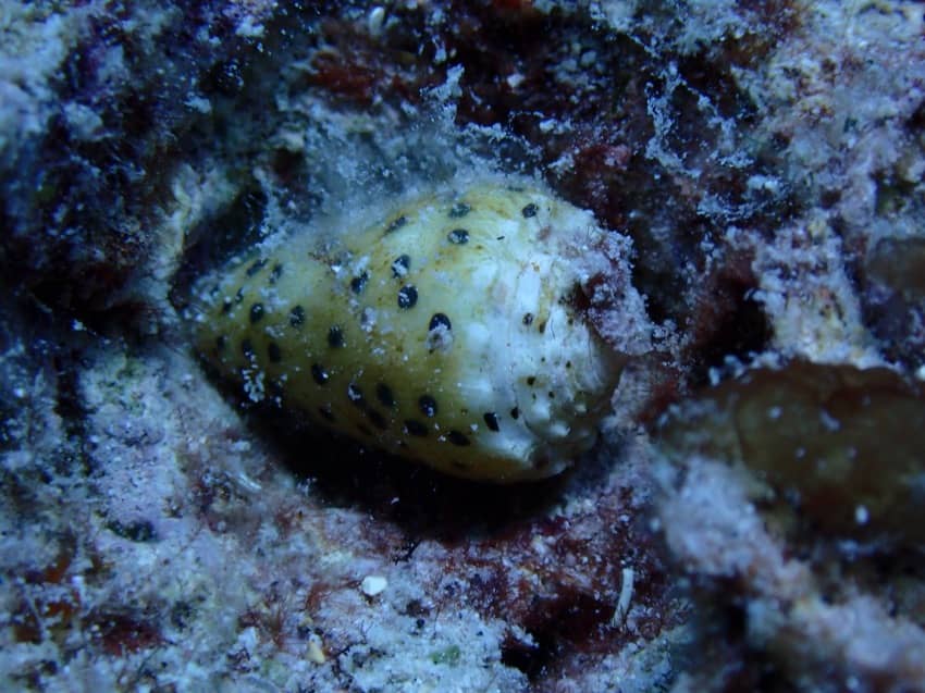 snail shell on underwater reef white with black spots