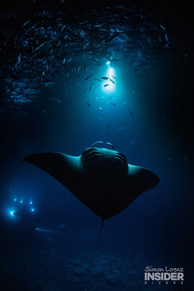 a manta ray swims up toward the light flipping backwards