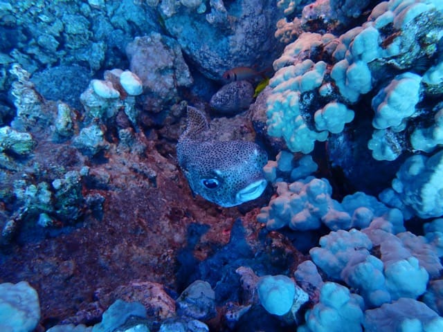 spotted pufferfish resting on bottom of reef at night