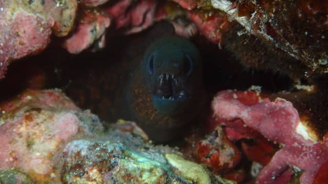 a moray eel lurks in the shadows under a rock