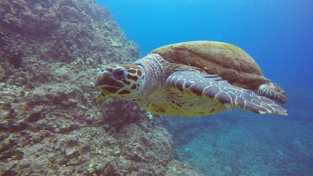 hawksbill turtle swimming on the reef in Hawaii