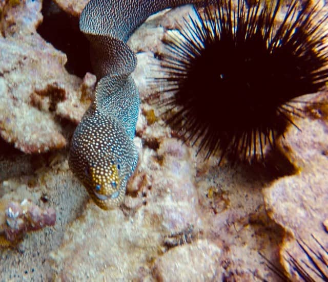 spotted moray eels laying next to an urchin